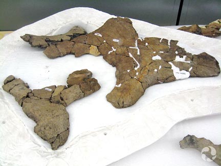 Xenoceratops skull fossils.