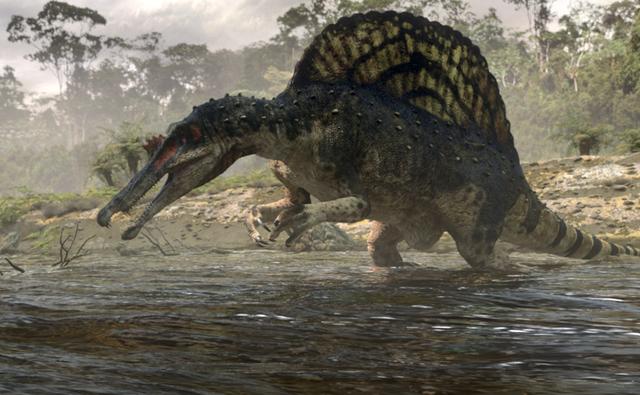 From paddler to swimming the "evolving" image of Spinosaurus.