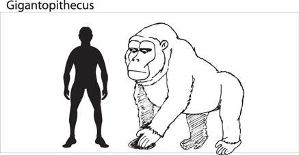 Gigantopithecus scale drawing.