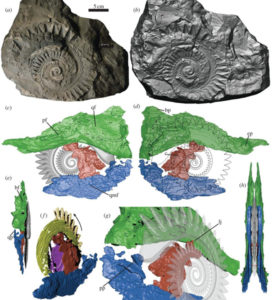 Helicoprion Tooth Fossil Analysis