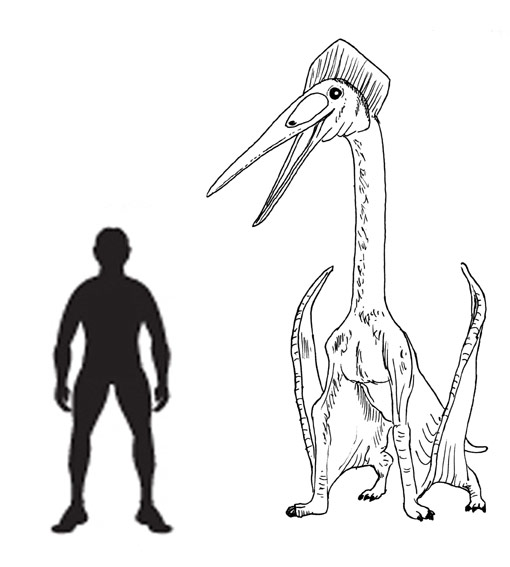 Hatzegopteryx illustrated. An illustration of an azhdarchid pterosaur.
