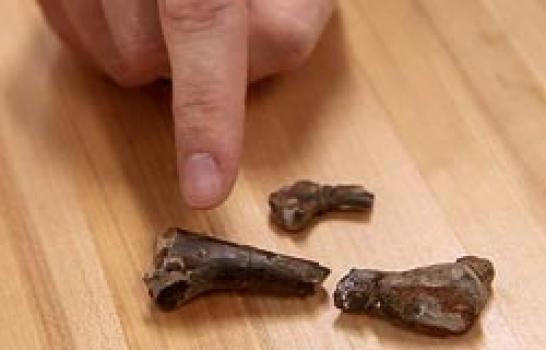 Tiny dinosaur bones show evidence of Crocodyliform bite marks.