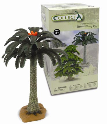 What is a cycad?