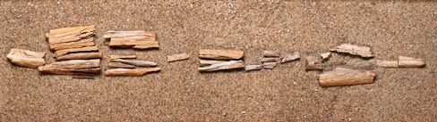 The fragments of fossilised camel bone.