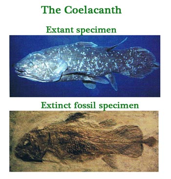 The Coelacanth.