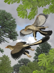 An illustration of Archaeopteryx.