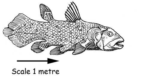 Scale drawing of a Coelacanth. What is a Coelacanth?