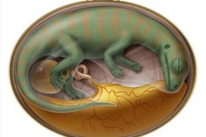 New research into 190 million year old baby dinosaurs.