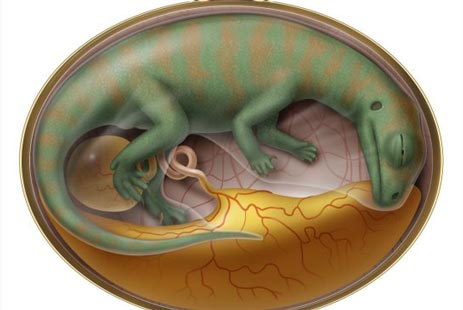 The embryo of a Lufengosaurus