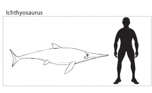 A typical "dolphin-like" Ichthyosaur.