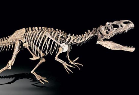 An Allosaurus skeleton.