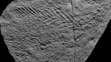 Discovering more ancient Precambrian fossils.