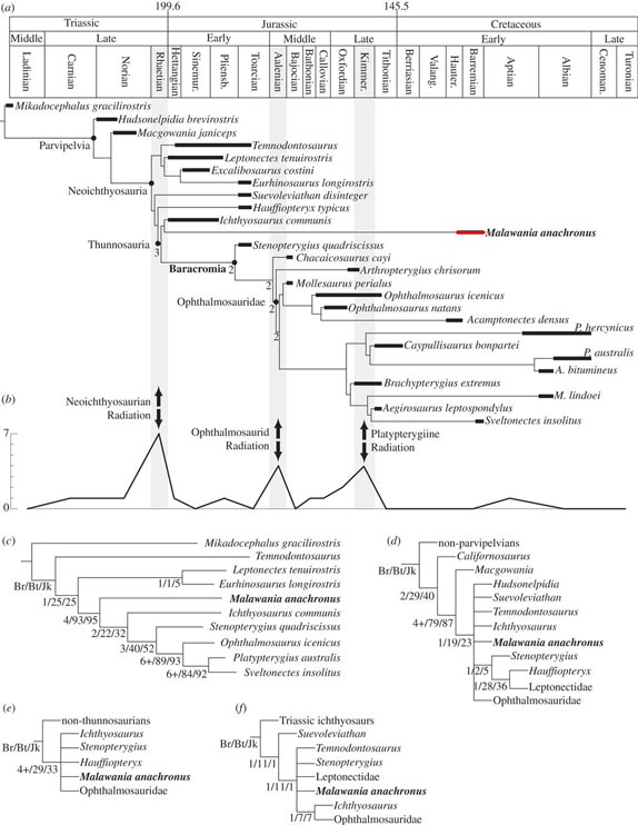 A table compiled by the research team that explores the evolution and radiation of the Ichthyosauria.