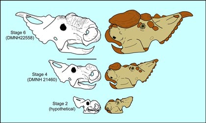 Illustrating the ontogeny of a Pachyrhinosaurus (P. perotorum).