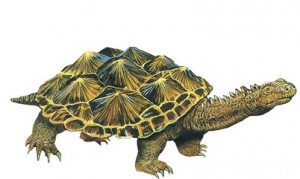 Triassic Tortoises already had evolved fused carapace and plastron.