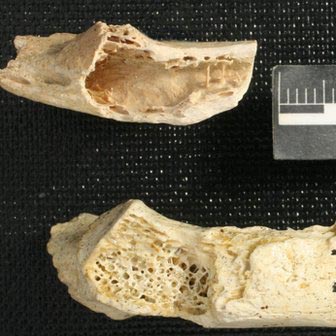 Abnormal bone (top) compared to healthy fossil bone (bottom).