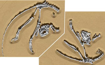 The slab and counter slab, images produced by scanning the fossil material.