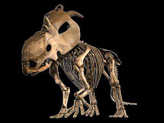 A large horned dinosaur with a huge skull.