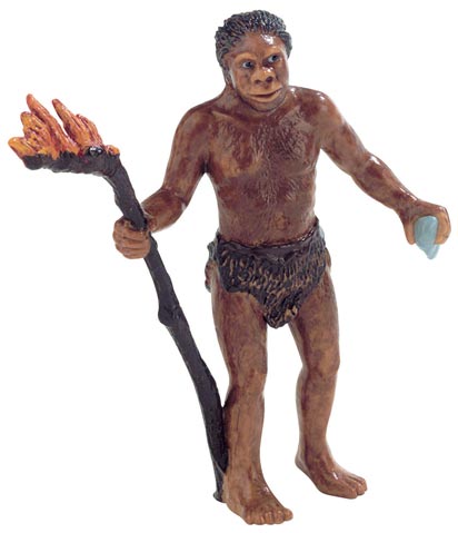 Early hominid with a strong throwing arm?
