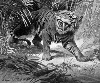The origins of the Sabre-Toothed Tiger?