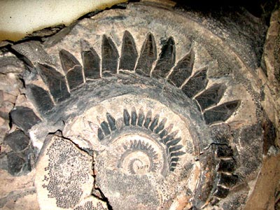 The fossilised teeth of Helicoprion
