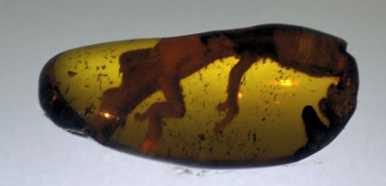 Lizard specimen preserved in amber.