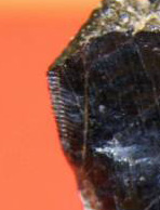 A close up of the serrations on the tooth fragment.