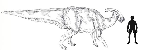 Scale drawing Parasaurolophus walkeri.