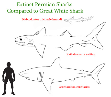 Size comparisons between extinct and extant sharks.