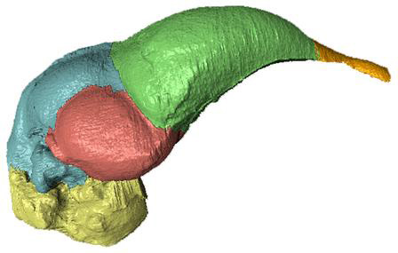 The brain cast of Archaeopteryx lithographica, one of the earliest known birds, partitioned into neuroanatomical regions: brain stem (yellow), cerebellum (blue), optic lobes (red), cerebrum (green), and olfactory bulbs (orange)