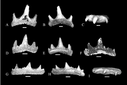 Ancient shark teeth.
