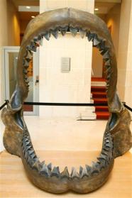 A set of jaws from a Megalodon