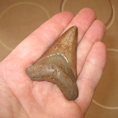 Megalodon fossil tooth