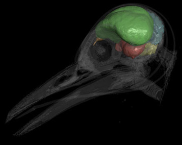 A modern woodpecker (Melanerpes aurifrons) with its brain cast rendered opaque and the skull transparent. The endocast is partitioned into the following neuroanatomical regions: brain stem (yellow), cerebellum (blue), optic lobes (red), cerebrum (green), and olfactory bulbs (orange).