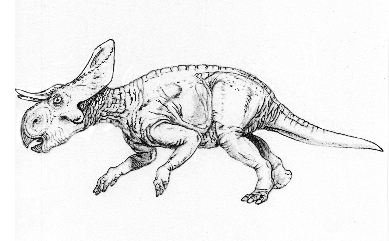 Reconstruction based on the likes of Zuniceratops.
