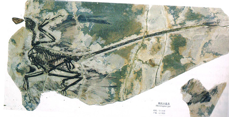 Beautifully preserved Chinese dinosaur fossils.