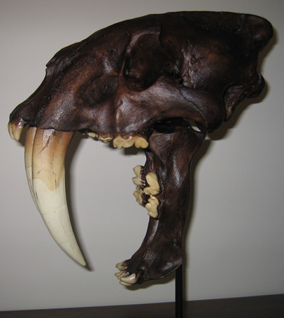 Smilodon skull
