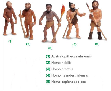 Evolution of Man model set.