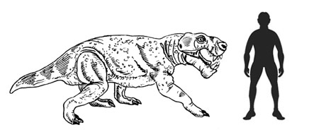 A scale drawing of the Late Permian gorgonopsid Inostrancevia