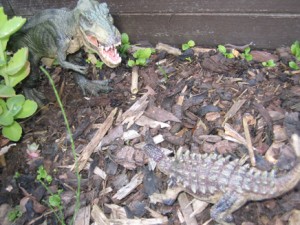 Papo prehistoric animal models in the backyard.