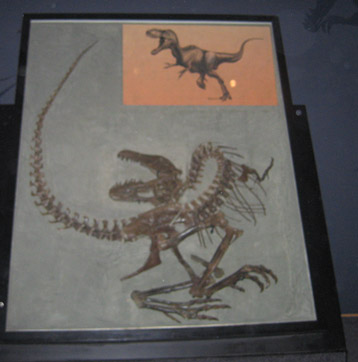 Albertosaurus fossil exhibit.
