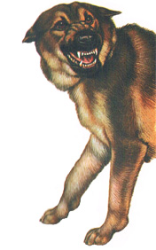 A picture of a large dog.