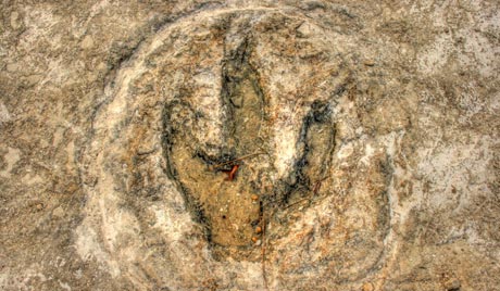 Evidence of Jurassic dinosaurs from India.