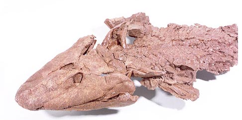 Tiktaalik fossil (anterior portion).