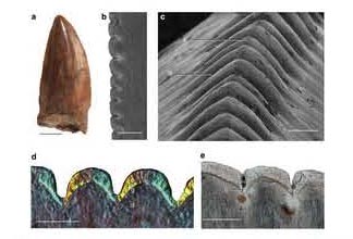 Study maps evolution of serrated teeth in Dimetrodon species.