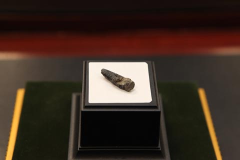 Dinosaur Tooth found in Malaysia.