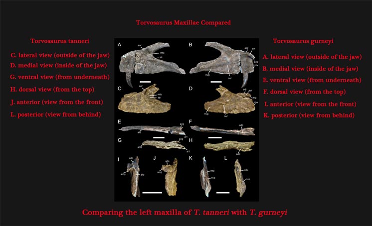 Torvosaurus jaw bones compared.