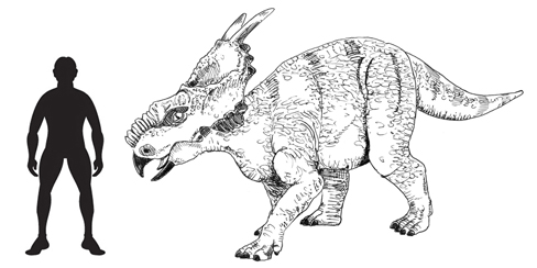 Achelousaurus horneri