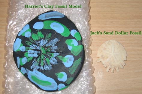 Sand dollar fossil compared to a clay model.