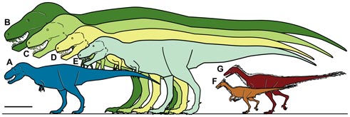 N. hoglundi compared to other Tyrannosaurs and predators from the Arctic.